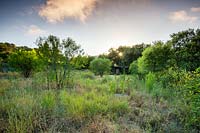 Wild flower meadow at Mill Creek Ranch in Vanderpool, Texas designed by Ten Eyck Landscape Inc, July.