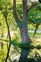 Mature tree growing at the water's edge at Mill Creek Ranch in Vanderpool, Texas designed by Ten Eyck Landscape Inc, July.