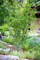 Ilex decidua, planted in mixed bed at Mill Creek Ranch in Vanderpool, Texas, designed by Ten Eyck Landscape Inc, July.