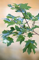 Acer grandidentatum, Bigtooth Maple, July, Texas, USA
