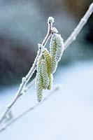 Corylus avellana, hazel tree catkins, covered in frost in winter.