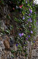 Sintra, Portugal - Morning Glory 'Ipomoea Purpurea' g rowing on stone wall in November.