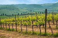 Grape vines - Tuscany, Italy.