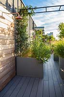Roof garden with copper outdoor shower surrounded by Trachelospermum jasminoides and Penstemon 'Raven' AGM in containers.