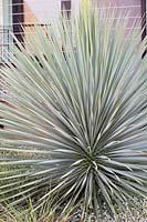 Yucca rostrata 'Sapphire Skies', Yukka. 