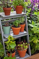 Pots of herbs on stepladder in 'Going Back to Your Roots' - Beautiful Borders - BBC Gardener's World Live 2018