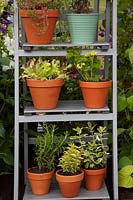 pots of herbs on stepladder in 'Going Back to Your Roots' - Beautiful Borders - BBC Gardener's World Live 2018