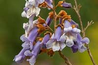 Bloom of Paulownia Tomentosa - Princess Tree - Empress Tree, Foxglove-tree, 