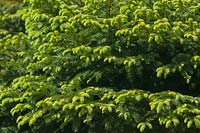 Picea orientalis - Eastern Spruce 