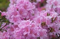 Rhododendron obtusum 'Diemel'