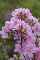 Rhododendron obtusum 'Diemel'
