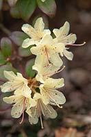 Rhododendron hanceanum - keiskei 'Princess Anne'