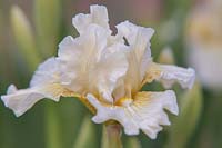 Iris 'With Ice' - Intermediate Bearded iris.

