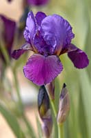 Bearded Iris 'Con Brio' - Bee Warburton, 1969