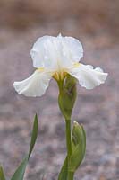 Iris 'Avanelle' - Intermediate Bearded iris. 

