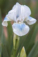 Iris 'Cutie' - Bearded iris. 