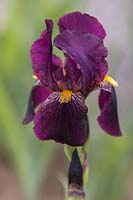 Iris 'Red Orchid' - Jacob Sass 1934