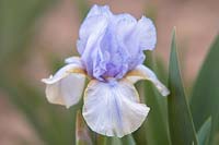 Iris 'Galaxy' - Intermediate Bearded iris.

