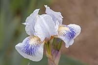 Iris 'Blue Asterisk' - Tall Bearded iris.

