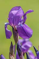 Iris 'nyaradyana' - Tall Bearded Iris.

