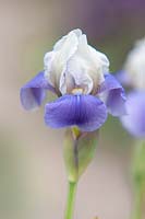 Iris 'Little Misty' - Miniature Tall Bearded iris.

