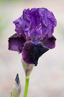 Iris 'Piona' - Intermediate Bearded iris.

