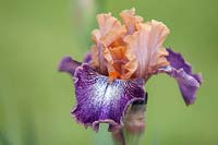 Iris 'Flying Circus' - Intermediate Bearded iris.

