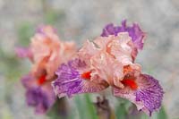 Iris 'Frisky Frolic' - Intermediate Bearded iris.

