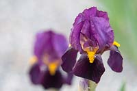 Iris 'Ruby Glow' - Intermediate Bearded iris.

