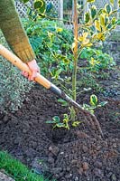 Woman using garden fork to fill planting hole with soil around newly planted Ilex - Holly