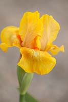  Iris 'Sunny Dawn' - Intermediate Bearded iris.

