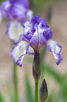 Iris 'Wild Petticoats' - Interspecies Hybrids - Species X 