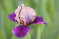 Iris 'Antonella' - Intermediate Bearded iris.

