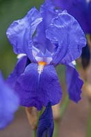 Iris 'Sapphire' - Historic Tall Bearded iris also known as 'Sapphid'. Intermediate Bearded. 