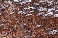 Hylotelephium 'Herbstfreude' seed heads with frost - December