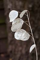 Lunaria annua - Honesty seed heads - October