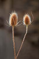 Dipsacus fullonum - Teasle seedheads