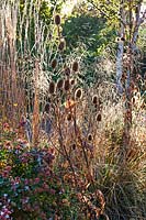 Dipsacus fullonum - Autumn Teasle seedheads at Capel Manor Gardens