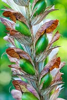 Acanthus seed heads 