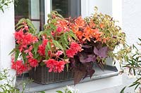 Window box with warm planting including Begonias
