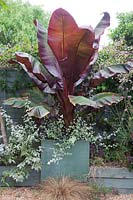 Ensete maurelii in container underplanted with Helichrysum petiolare.