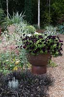 Gravel garden planted with Ophiopogon planiscarpus 'Nigrescens', Allium christophii, Eryngium giganteum 'Miss Willmott's Ghost', large pot of black Petunias.
