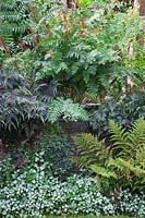Shade loving plants in and around lead container, Osmunda regalis 'Purpurascens' - Royal Fern - Athyrium niponicum pictum and Lamium maculatum 'White Nancy'.