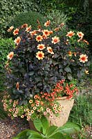 Large terracotta pot filled with Dahlia 'Moonfire' underplanted with Petunias