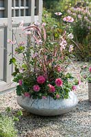 Cement bowl with flowering perennials: Anemone japonica, Callistephus chinensis - Aster - and Pennisetum 'Fireworks'