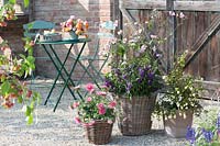 Group of pots with flowering perennials and shrubs, plants include: Anemone japonica, Callistephus - Aster and Symphoricarpos - Snow Berry