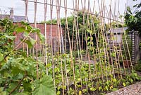 Urban allotment - runner beans, squashes and redcurrants