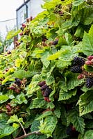 Blackberries - Rubus fruiticosus growing in urban allotment