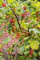 Ribes rubrum - Redcurrants growing on urban allotment