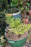 Ferns in recycled metal container